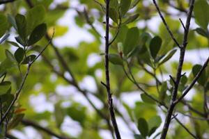 closeup photo of plants