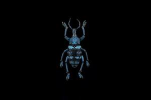 Blue weevil bug photo