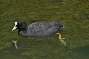 Coot is swimming photo