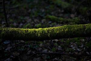 Moss on a dead tree trunk photo