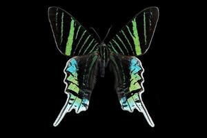 Urania moth full image photo