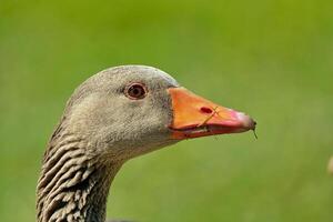 Greylag goose head close-up photo