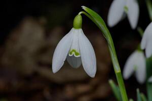 macro imagen de un común campanilla de febrero foto