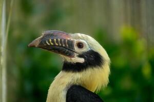Visayan hornbill bird head close up photo