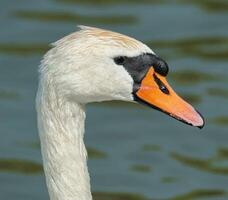 mudo cisne cabeza de cerca foto