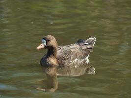 Greater white fronted goose photo