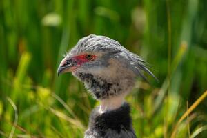 Souther screamer head close up photo