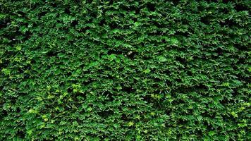 Wallpaper, background, PC screen green bush photo