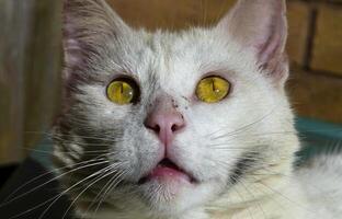 Random cat photo,  yellow eyes photo
