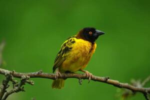 Village weaver bird photo