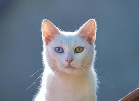 Random cat photo, yellow and blue eyes photo