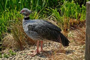 Souther screamer bird photo