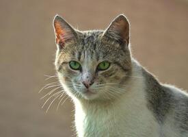 aleatorio gato foto, verde ojos foto