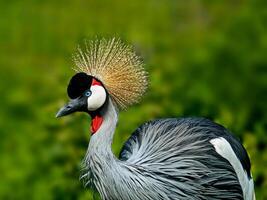 Grey crowned crane photo