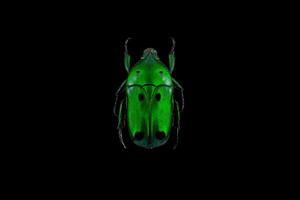 Green scarab beetle photo