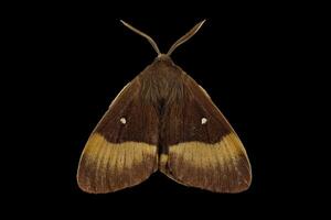 Oak eggar moth, male photo