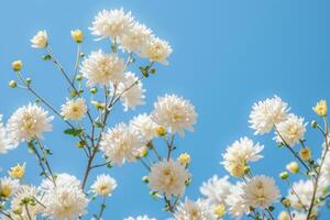 AI generated White Chrysanthemums Against Clear Blue Sky photo