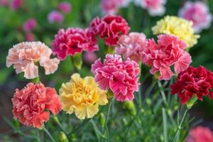 ai generado colección de clavel flores en rojo, rosa, amarillo, y melocotón matices foto