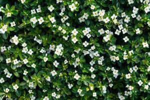 AI generated Dense Jasmine Flowers and Foliage Background photo