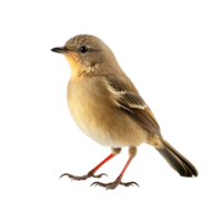 AI generated Bird against transparent background - Ai generated png