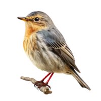 AI generated Bird against transparent background - Ai generated png