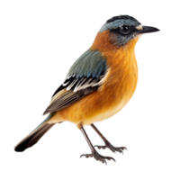 AI generated Bird against transparent background - Ai generated png