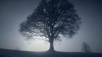 Soleil lumière brillant par arbre dans hiver la nature saison paysage video