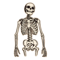 ai gegenereerd menselijk skelet sticker stijl transparant achtergrond - ai gegenereerd png