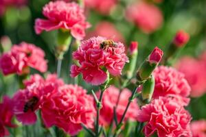 AI generated Bee on a Pink Carnation in Garden photo