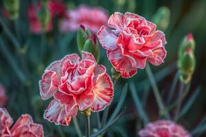 AI generated Variegated Red and White Carnations photo