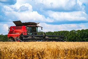 Red grain harvesting combine in a sunny day. Yellow field with grain. Agricultural technic works in field. Closeup. photo