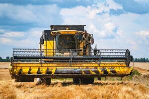 Combine harvester in action on wheat field. Process of gathering ripe crop from the fields. agricultural technic in field. Special technic in action. Heavy machinery, photo