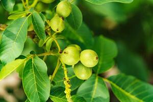 Nut tree with fruits. A lot of walnuts on a tree at sunset photo