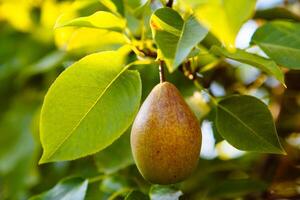 Harvest of pears on a branch of a pears tree. photo