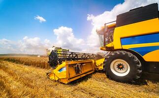 Grain harvesting combine in a sunny day. Yellow field with grain. Agricultural technic works in field. photo