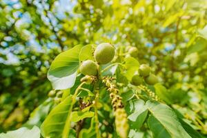 nuez árbol en el azul cielo antecedentes. nueces colgando en un árbol en un calentar soleado día. foto