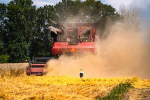 Grain harvesting combine in a sunny day. Yellow field with grain. Agricultural technic works in field. photo