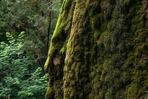 stream flows from above the cliffs over the moss in the forest in the summer. Close-up photo