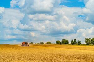 combine harvester collects grain crops in the summer in warm weather all day photo