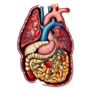 ai genererad 3d mänsklig organ uppsättning klistermärke stil över transparent bakgrund - ai genererad png