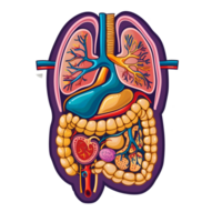 ai généré 3d Humain organes ensemble autocollant style plus de transparent Contexte - ai généré png