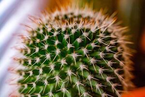 de cerca de agudo espinas en un barril cactus foto