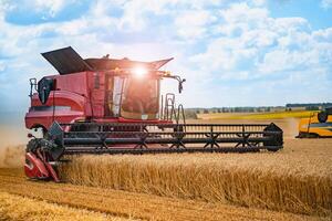 Combine harvester in action on wheat field. Process of gathering a ripe crop from the fields. Closeup photo