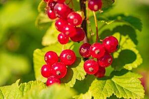 berries of red currants ripen on the branch in the garden in warm weather in the summer photo