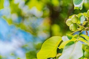 branch is covered with the fruits of unripe walnuts on the background of blue sky photo
