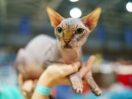 hairless cat sphynx breed, close-up photo