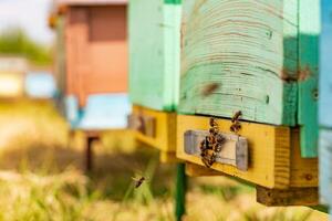 enjambre de abejas a el Entrada de Colmena. vida de trabajador abejas. colmenar concepto foto