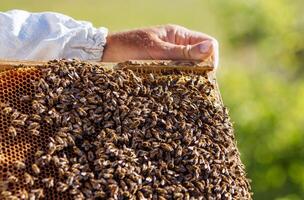 Collecting honey from honeycombs. Apiculture. Frames of a beehive. photo