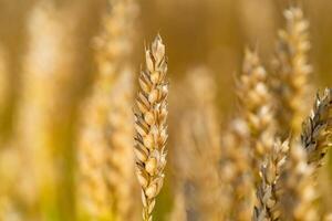 stalks of wheat ripen in the field in a sunny days in the summer. Close-up photo