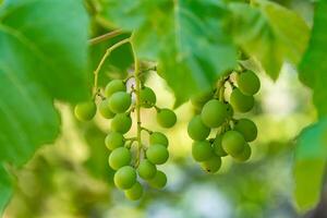 two bunches of grapes ripen on a branch in the summer in the garden. Close-up photo